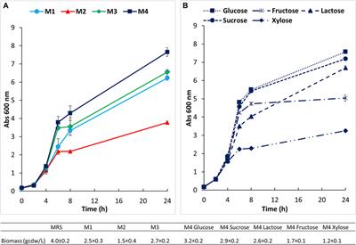 Bifidobacterium animalis subsp. lactis HN019 live probiotics and postbiotics: production strategies and bioactivity evaluation for potential therapeutic properties